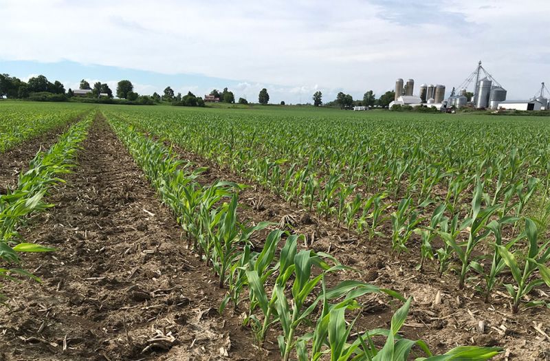 Munro Agromart cropland and buildings in the background